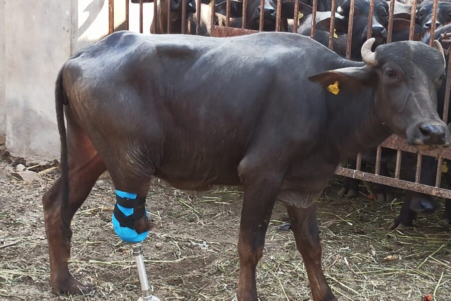 Prosthetic limb gives Gujarat buffalo a leg-up