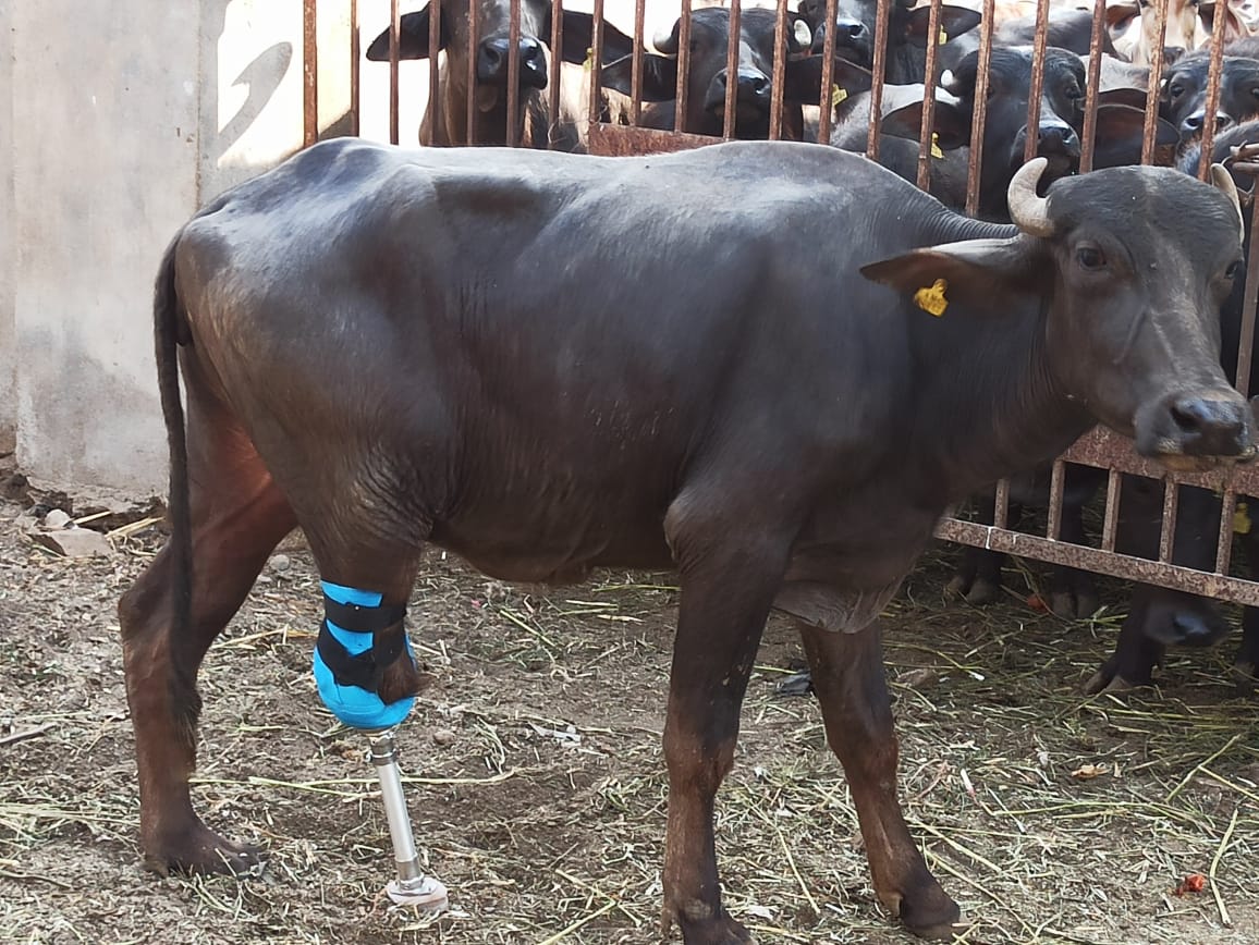 Prosthetic limb gives Gujarat buffalo a leg-up